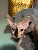 Sphynx Cats for sale in Newport News, VA, USA. price: $2,100