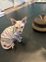Female sphynx kittteb
