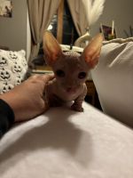 Sphynx kitten