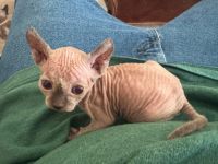 Sphynx Cats for sale in Palm Springs, CA, USA. price: $1,200