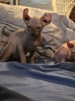 Chatons Sphynx à Réserver – Prêts à Quitter Bientôt ! 🐾