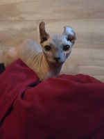 Chatons Sphynx à Réserver – Prêts à Quitter Bientôt ! 🐾