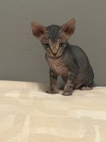Sphynxs kitty