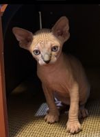 Sphynx boy