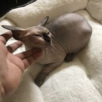 Sphynx kittens