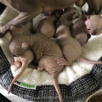 Sphynx kittens