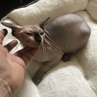 Sphynx Cats for sale in Memphis, TN, USA. price: $1,000