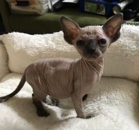 Sphynx Cats for sale in Memphis, TN, USA. price: $1,000