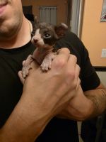 Sphynx Cats for sale in Milan, IL 61264, USA. price: $1,950
