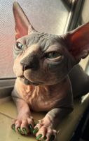 Sphynx Cats for sale in Olympia Heights, FL 33175, USA. price: $3,500