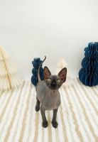 Sphynx Cats for sale in Warsaw, MO 65355, USA. price: $2,500