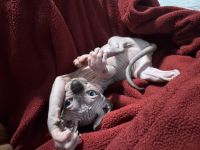 Sphynx Cats for sale in Pompano Beach, FL, USA. price: $2,300