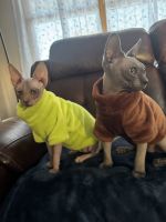 Sphynx Cats for sale in Mosinee, WI 54455, USA. price: $1,200