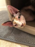 Sphynx brother and sister for Rehome 1.5 years old