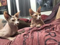 Sphynx brother and sister for Rehome 1.5 years old