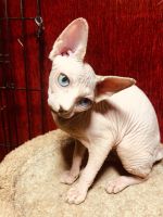 Georgia Bi-Colored Sphynx with ODD EYE'S FEMALE KITTEN