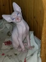 Male sphynx kitten ( blue eyes)