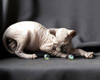 elf sphynx available