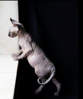 elf sphynx available