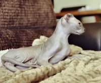 Sphinx kittens with folded ears!