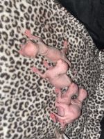 Sphynx kittens got sale!
