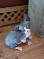 Female tux sphynx kitten