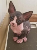 Female tux sphynx kitten