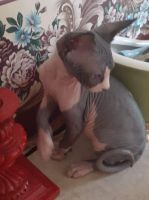 Female tux sphynx kitten