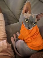 Sphynx Female Cat