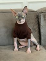 Sphynx Female Cat