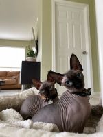 Sphynx kittens