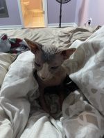 Sphinx Cat