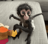 Spider Monkey Animals for sale in Tennessee City, TN 37055, USA. price: $1,200