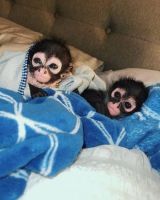 Spider Monkey Animals for sale in Asheville, NC, USA. price: $2,000
