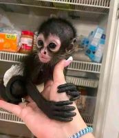 Spider Monkey  For Adoption - $1,000