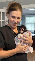 Spider Monkey Animals for sale in Clarksburg, WV, USA. price: $600