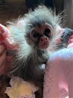 Spider Monkey Animals for sale in Clarksburg, WV, USA. price: $1,200