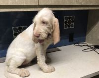 Spinone Italiano Puppies for sale in Akron, OH 44319, USA. price: $650