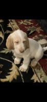 Spinone Italiano Puppies for sale in Pepper Pike, OH 44124, USA. price: $850