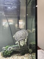 Spiny Softshell Turtle Reptiles for sale in Salt Lake City, UT, USA. price: $250