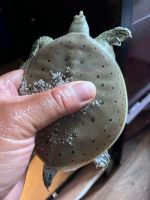 Spiny Softshell Turtle Reptiles for sale in Brooklyn, NY, USA. price: $100