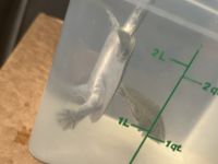 2 baby spiny soft shell turtles