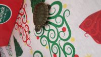 Spiny Softshell Turtle Reptiles for sale in Albany, GA 31705, USA. price: $30
