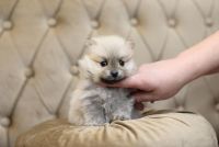 Exclusive Pomeranian Nano Spitz Puppies (Silver & White)