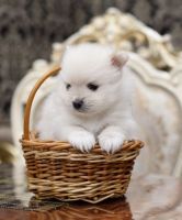 Exclusive Pomeranian Nano Spitz Puppies (Silver & White)