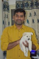 Spitz Puppies for sale in HSR Layout, Bengaluru, Karnataka, India. price: 8000 INR