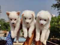 Spitz Puppies for sale in Bhiwadi, Rajasthan, India. price: 7,000 INR