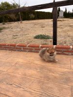 Camadas de Pomerania