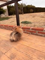 Camadas de Pomerania