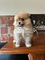 Perro de PomeraniaLos cachorrosen venta en 29110 Monda, Málaga, España. Precio: 1,000 EUR